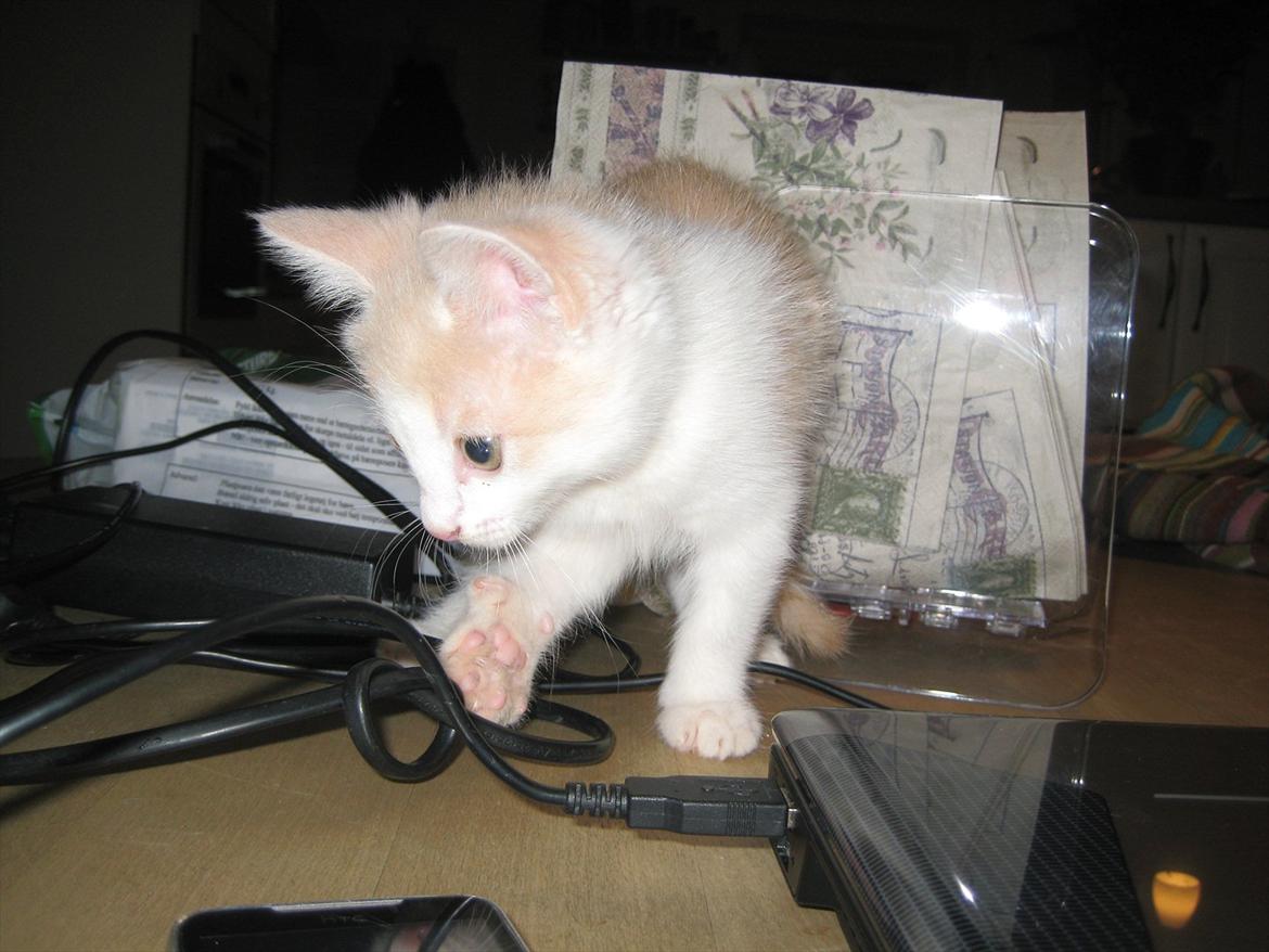 Huskat Maggie billede 14