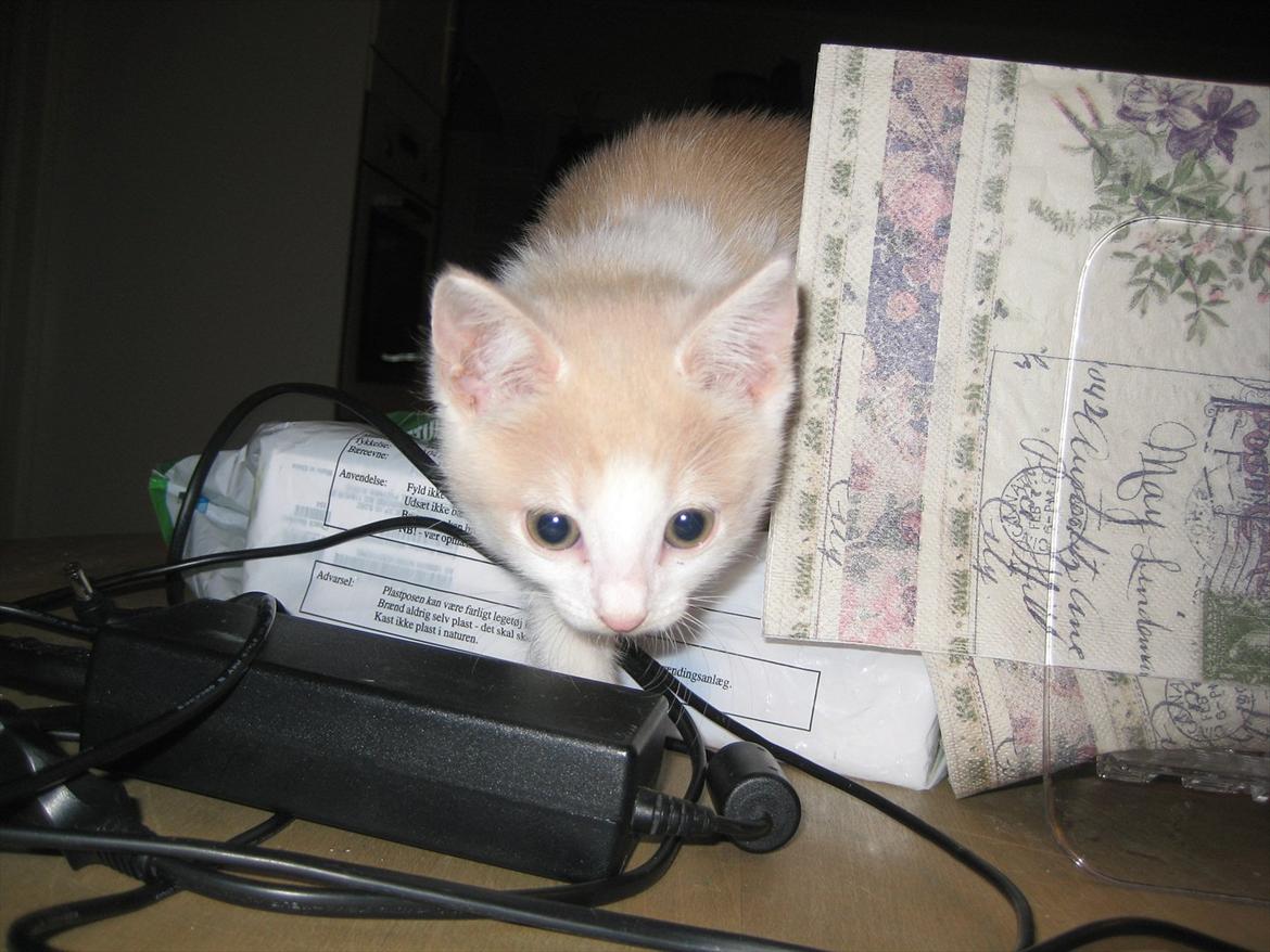 Huskat Maggie billede 15