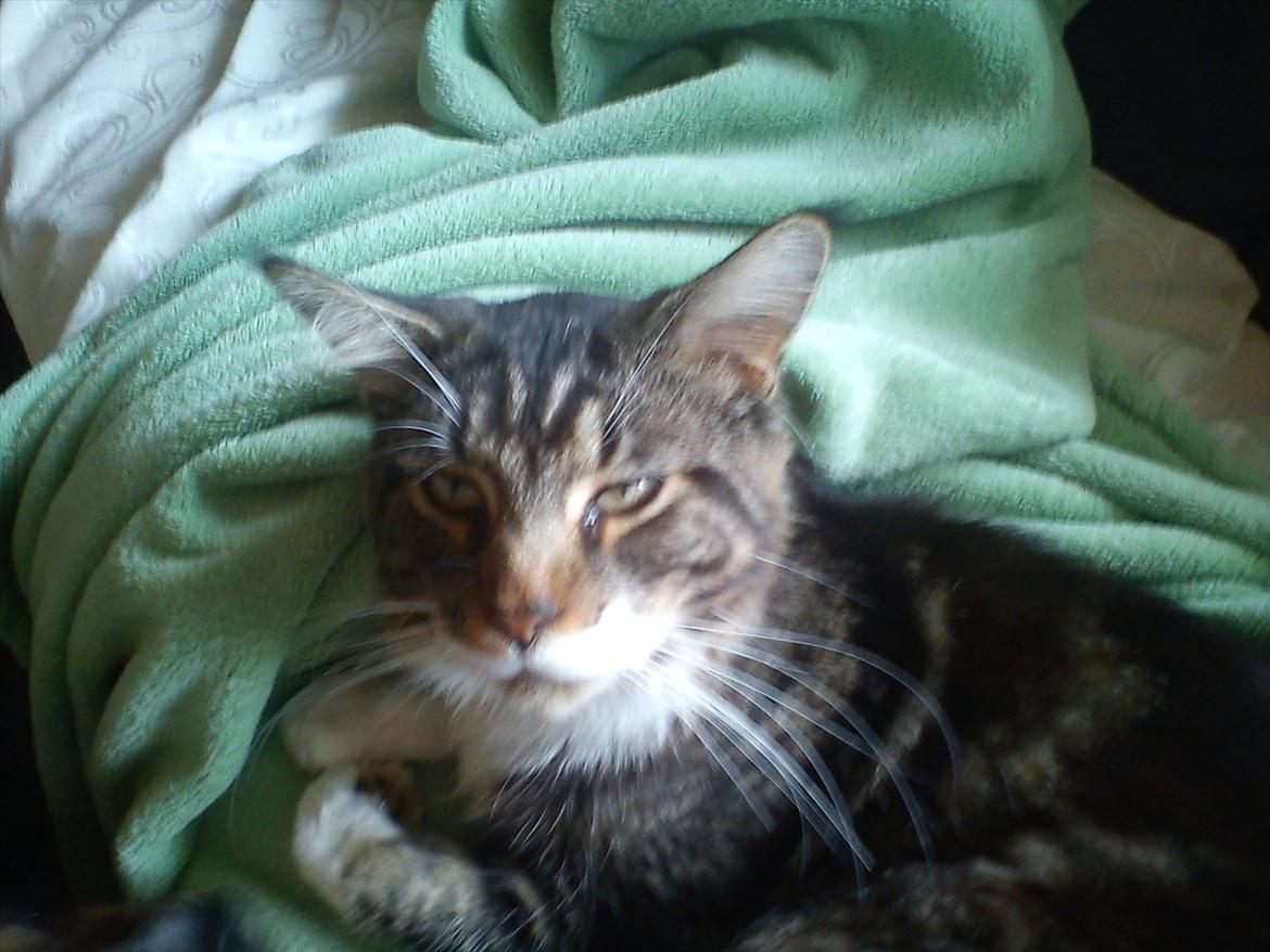 Maine Coon Sufus billede 1