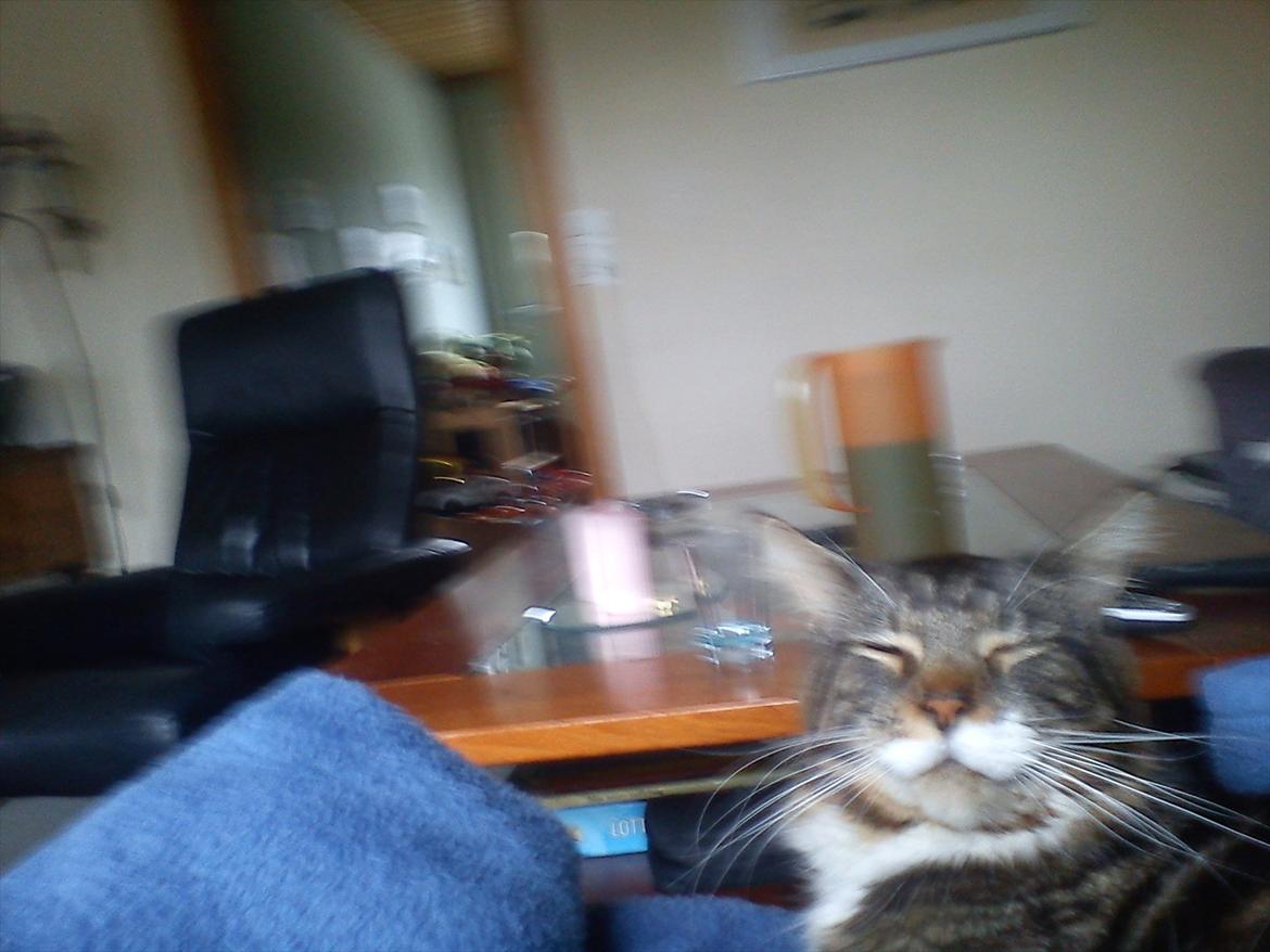 Maine Coon Sufus billede 2