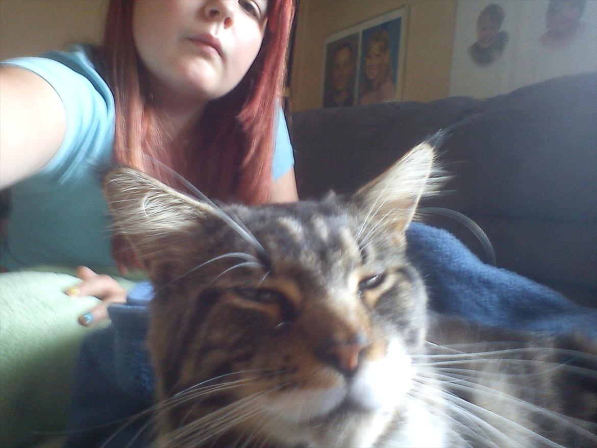 Maine Coon Sufus billede 3