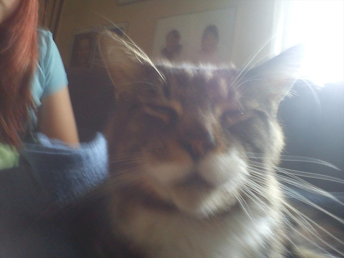 Maine Coon Sufus billede 4