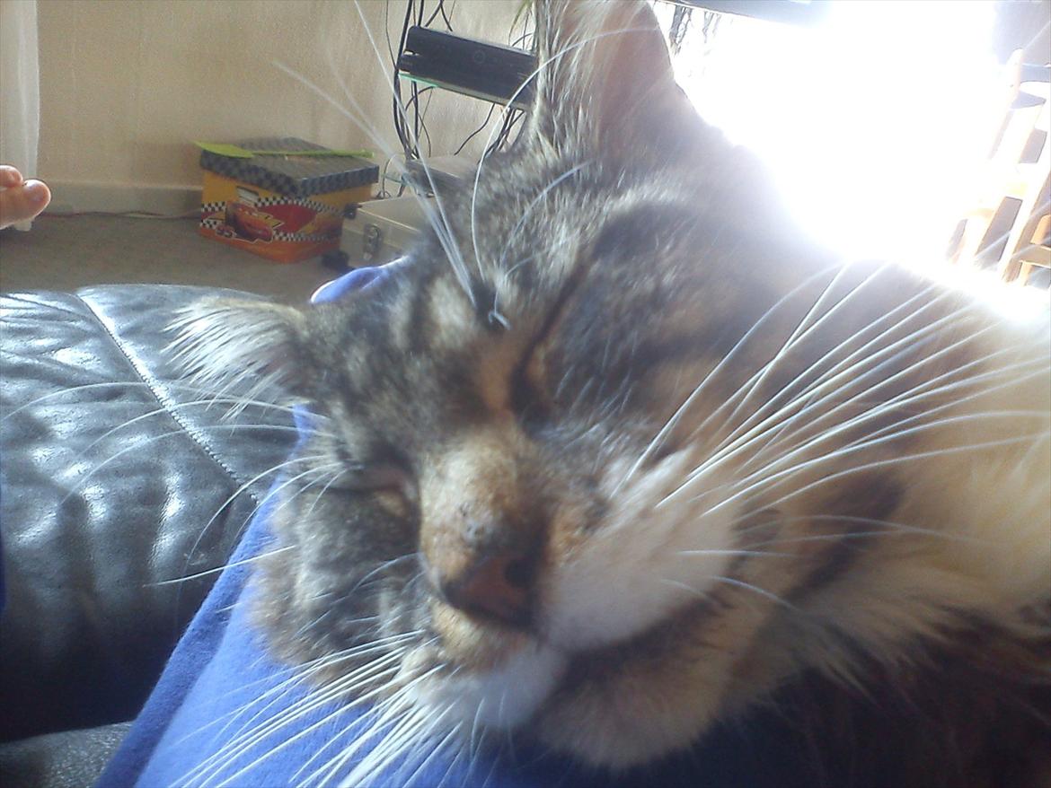 Maine Coon Sufus billede 5