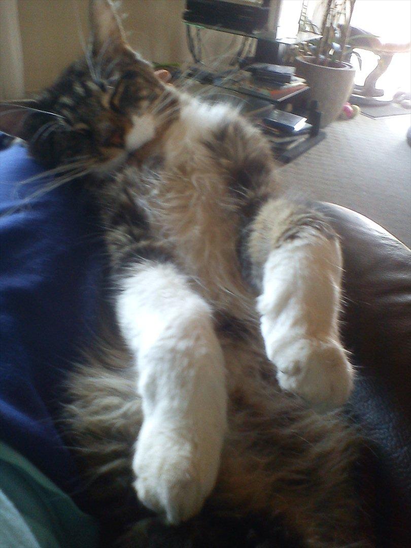 Maine Coon Sufus billede 6