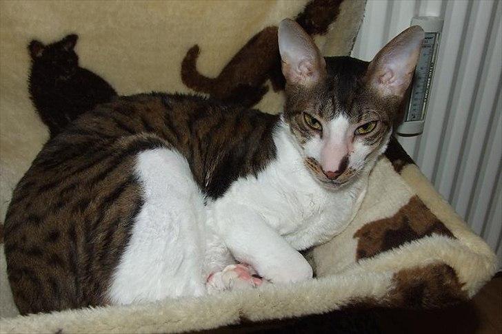 Cornish Rex Tuomas Af Tokkeløkkehus billede 7