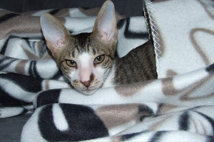 Cornish Rex Tuomas Af Tokkeløkkehus billede 8