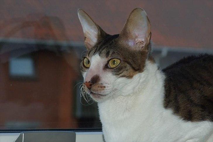 Cornish Rex Tuomas Af Tokkeløkkehus billede 9