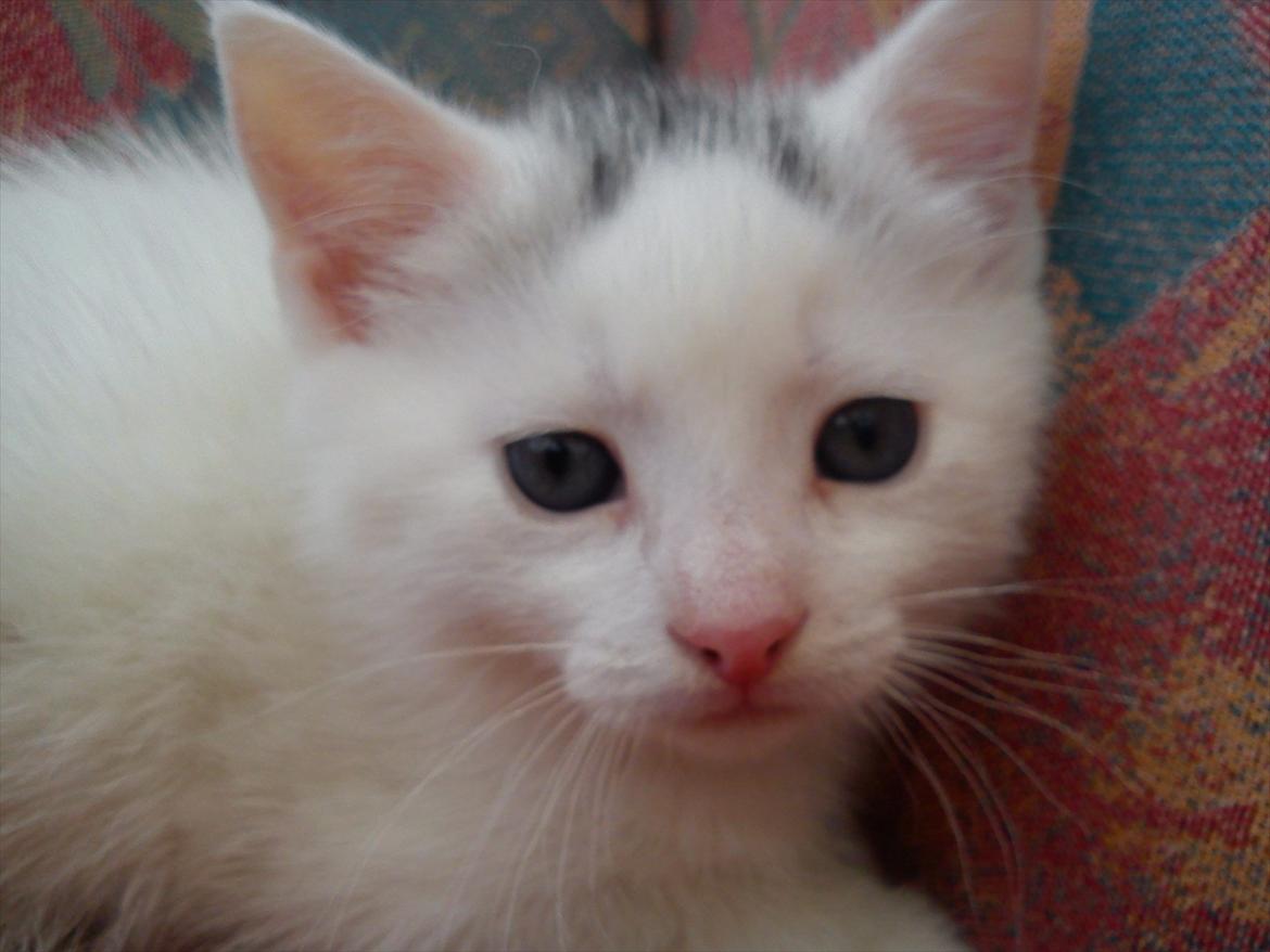 Huskat Sneboldt billede 1