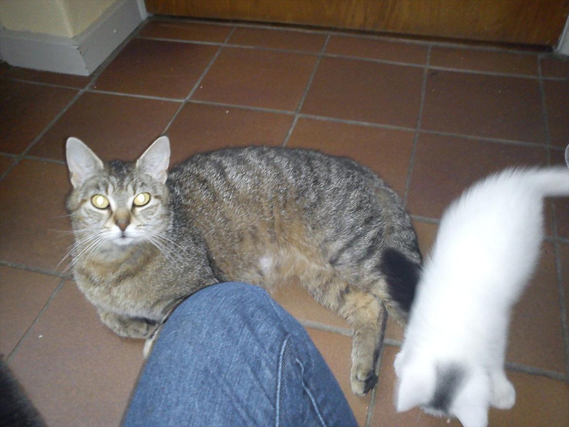 Huskat Sneboldt billede 2