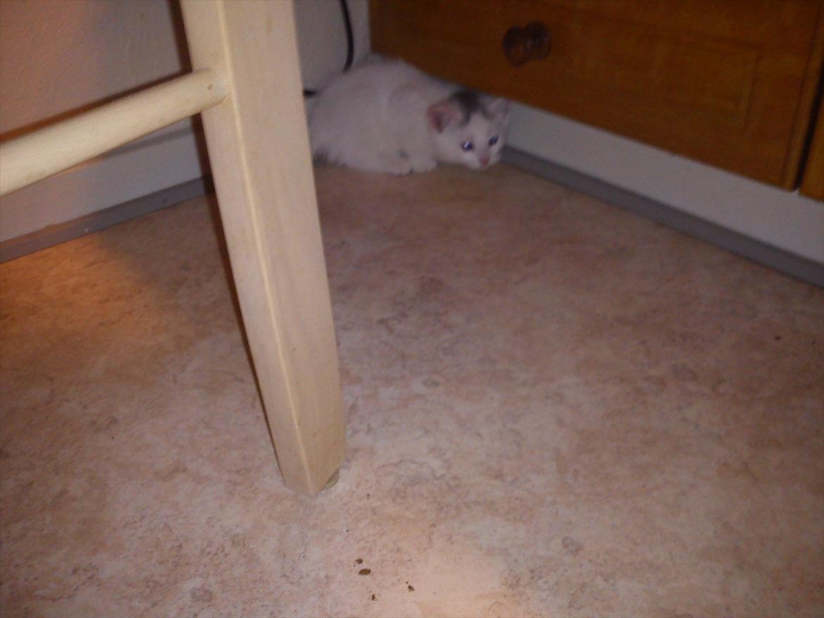 Huskat Sneboldt billede 3