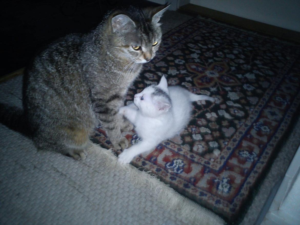 Huskat Sneboldt billede 4