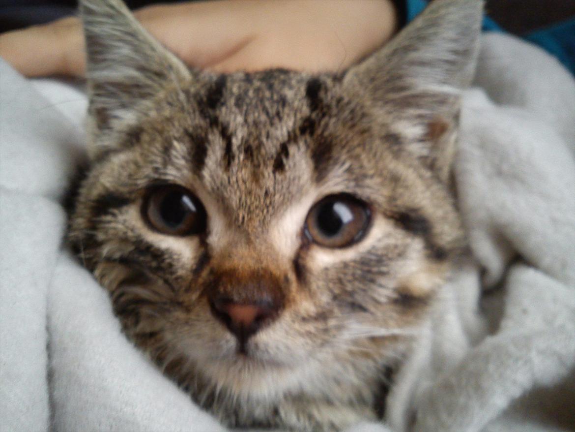 Huskat Diego billede 1