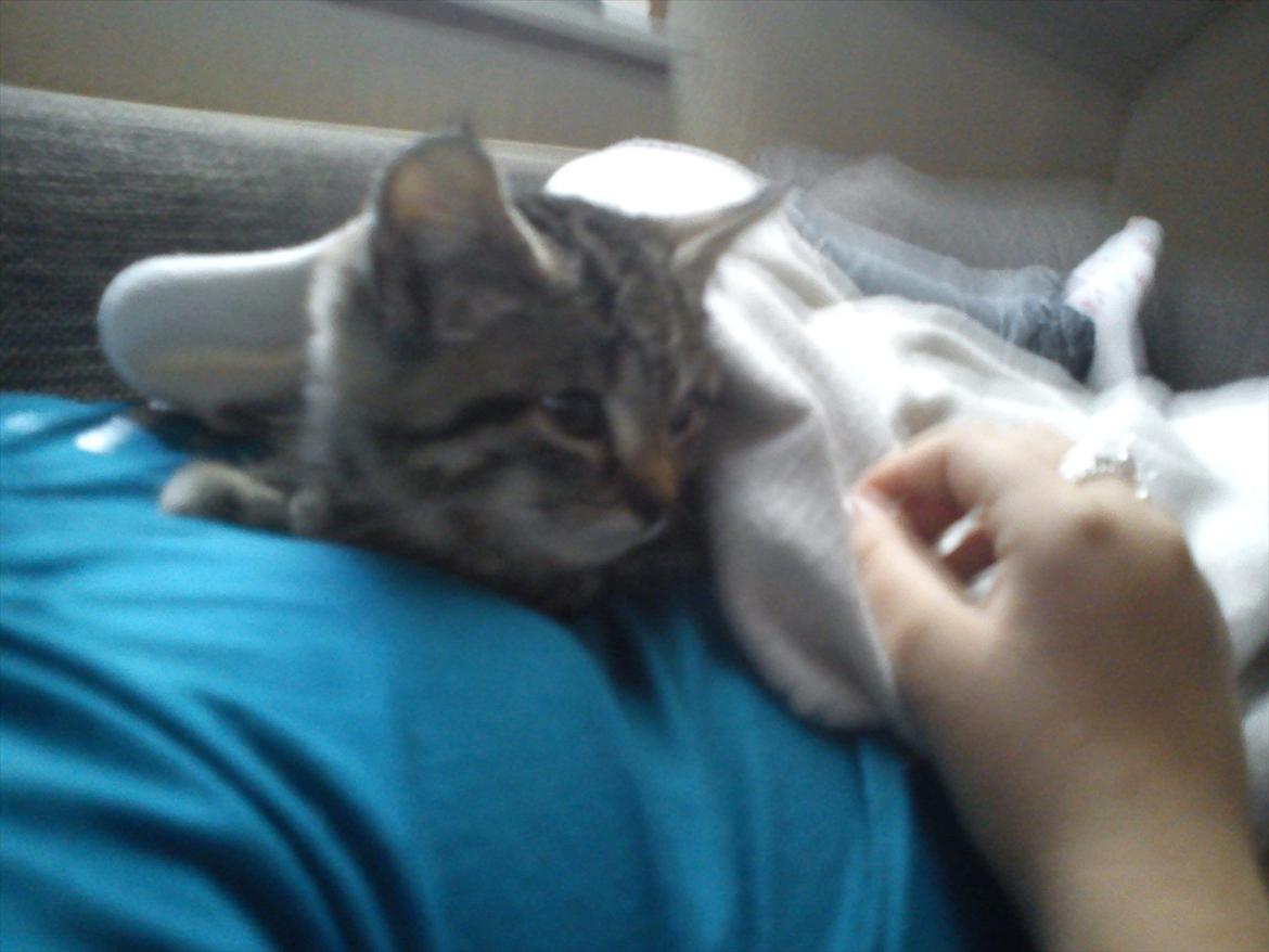 Huskat Diego billede 2