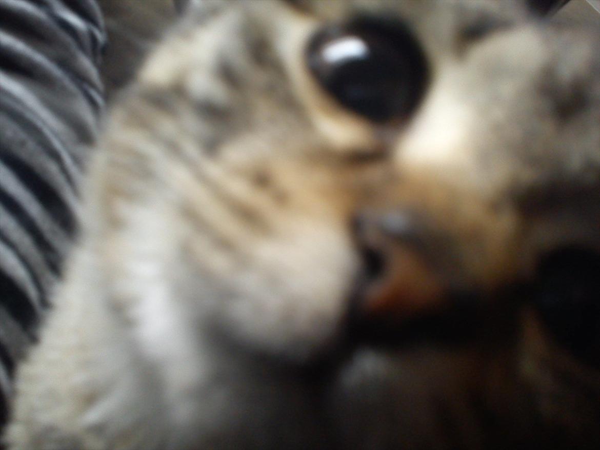 Huskat Diego billede 3