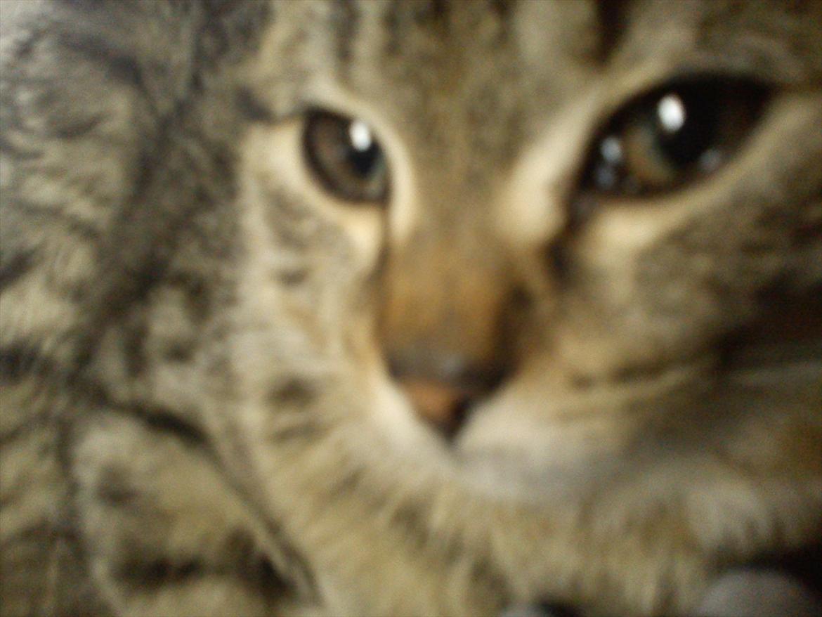 Huskat Diego billede 4