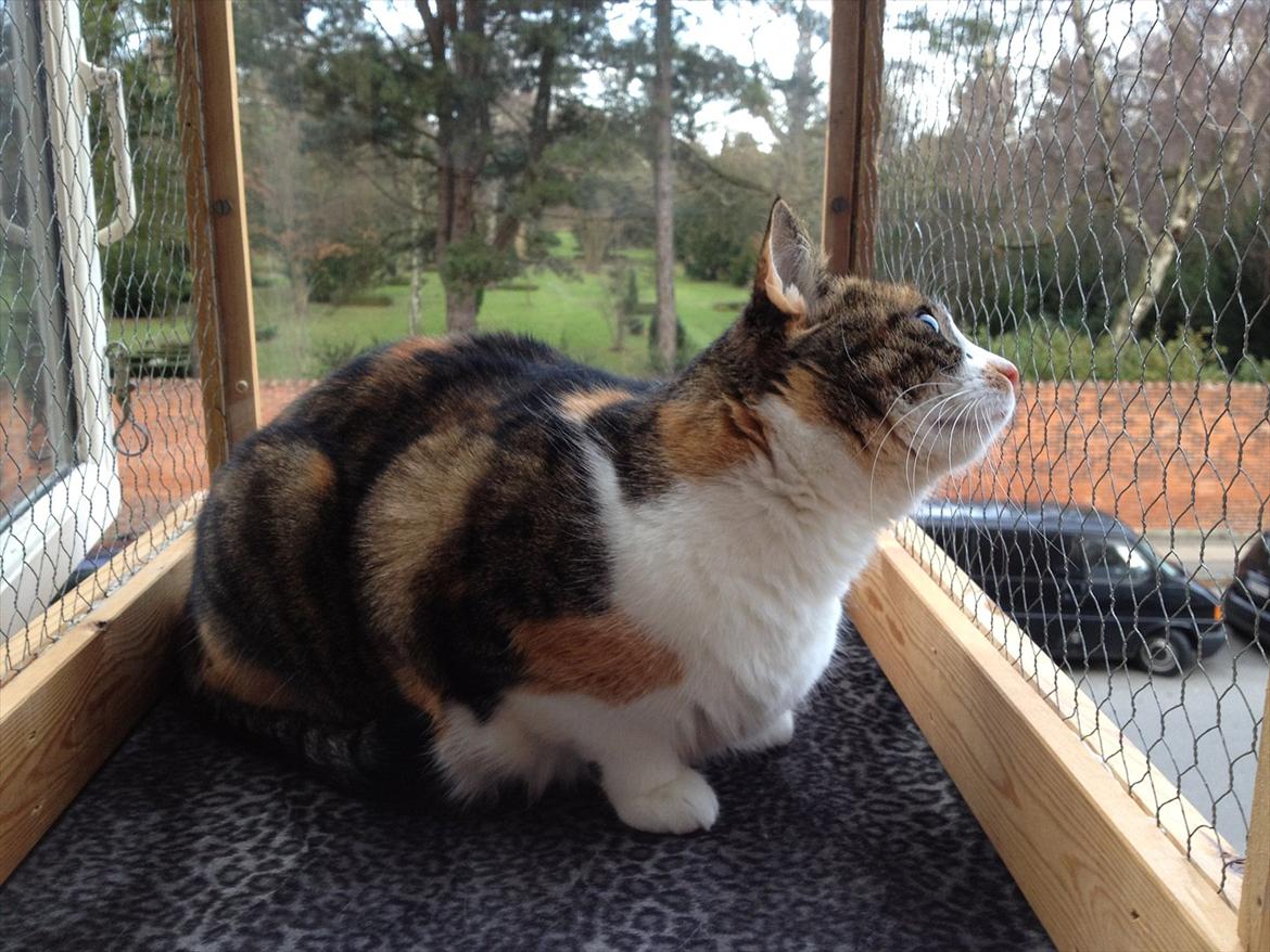 Huskat Mille billede 11