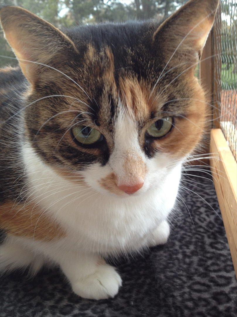 Huskat Mille billede 12