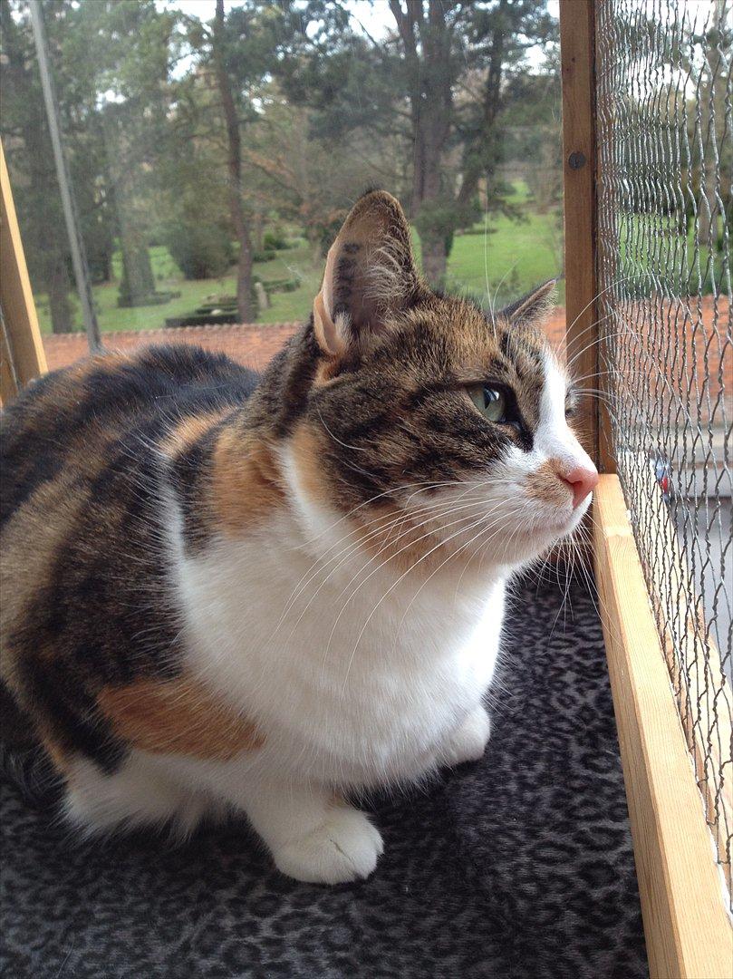 Huskat Mille billede 13