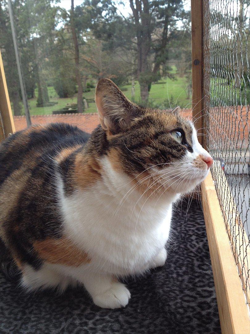 Huskat Mille billede 14