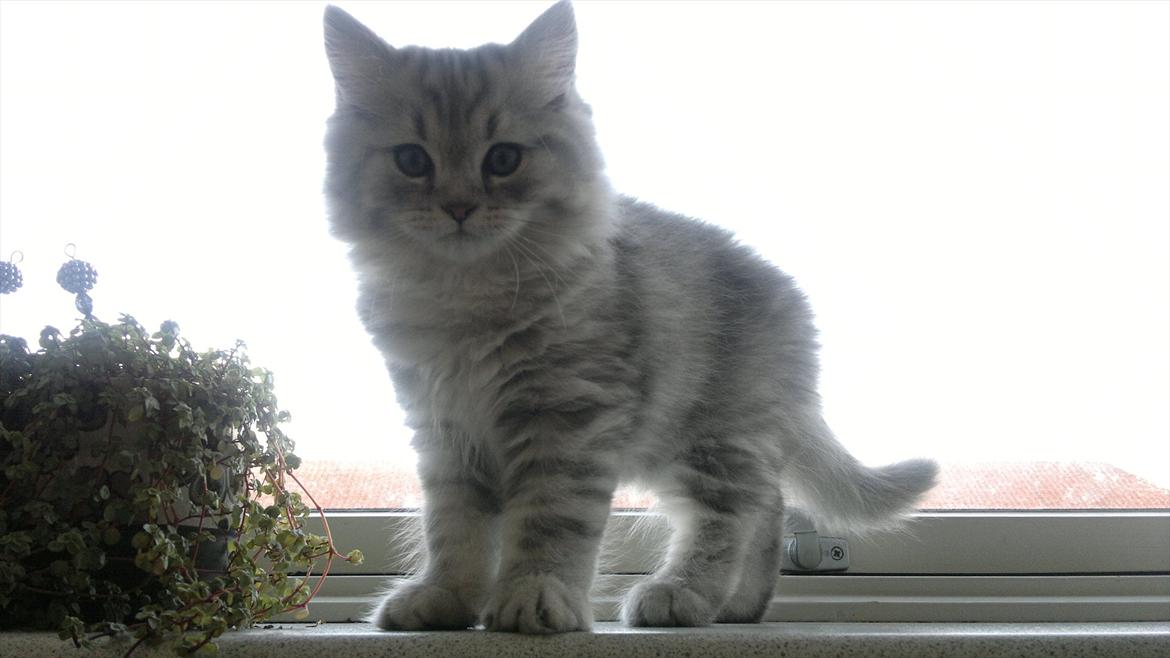 Blanding af racer Luffe - 2½ mdr. billede 1