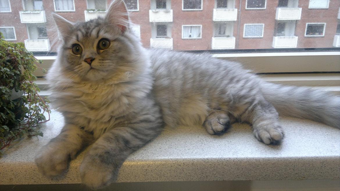 Blanding af racer Luffe - 4 mdr. billede 12