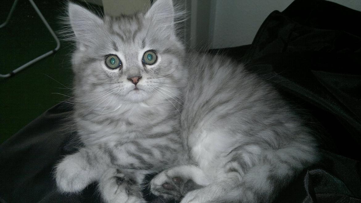 Blanding af racer Luffe - 2 mdr. billede 5