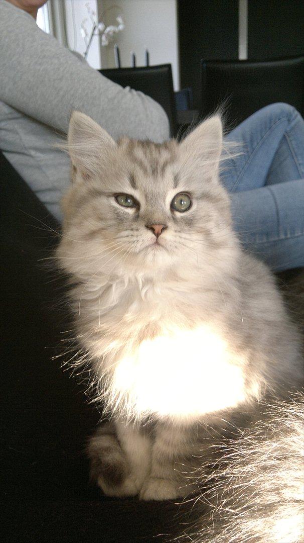 Blanding af racer Luffe - 2 mdr. billede 6