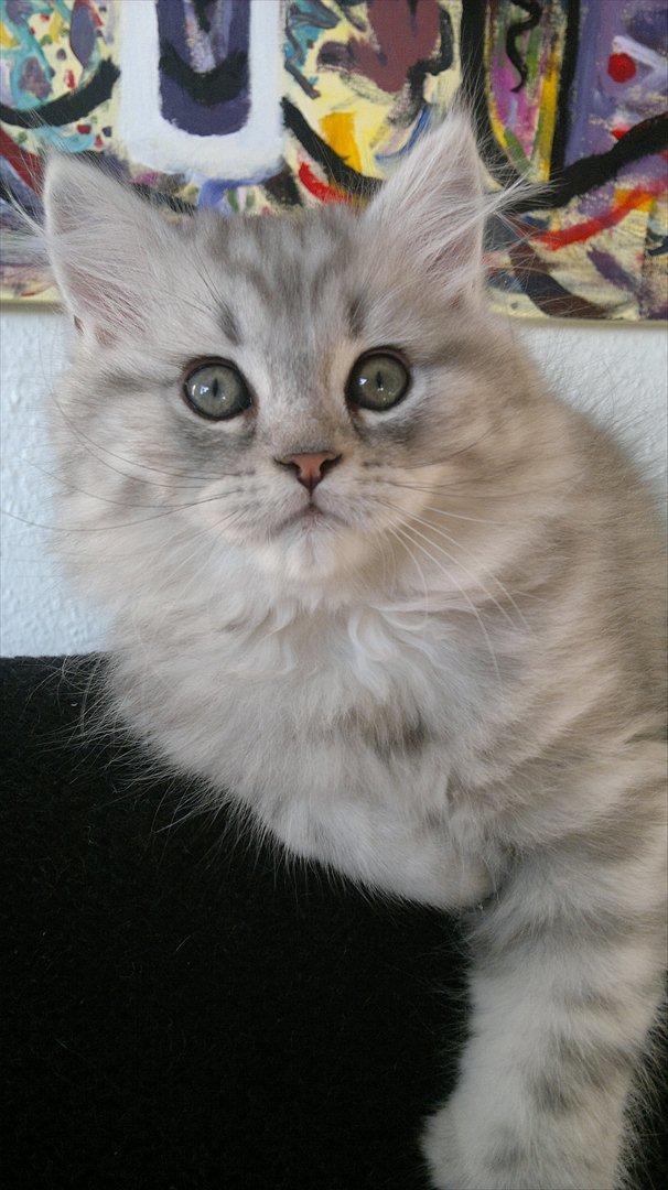 Blanding af racer Luffe - 2 mdr. billede 7