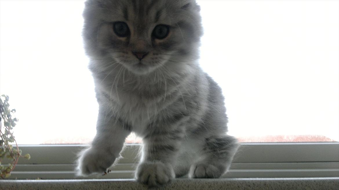 Blanding af racer Luffe - 2½ mdr. billede 9