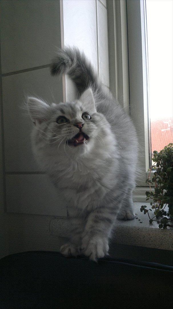 Blanding af racer Luffe - 2½ mdr. billede 8