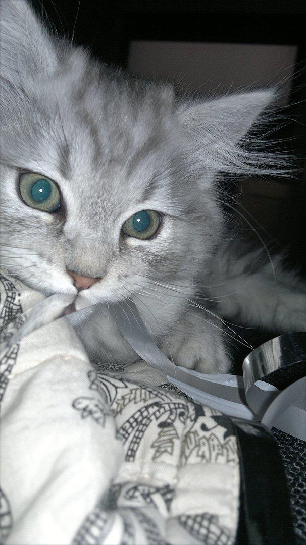 Blanding af racer Luffe - 3 mdr. billede 10