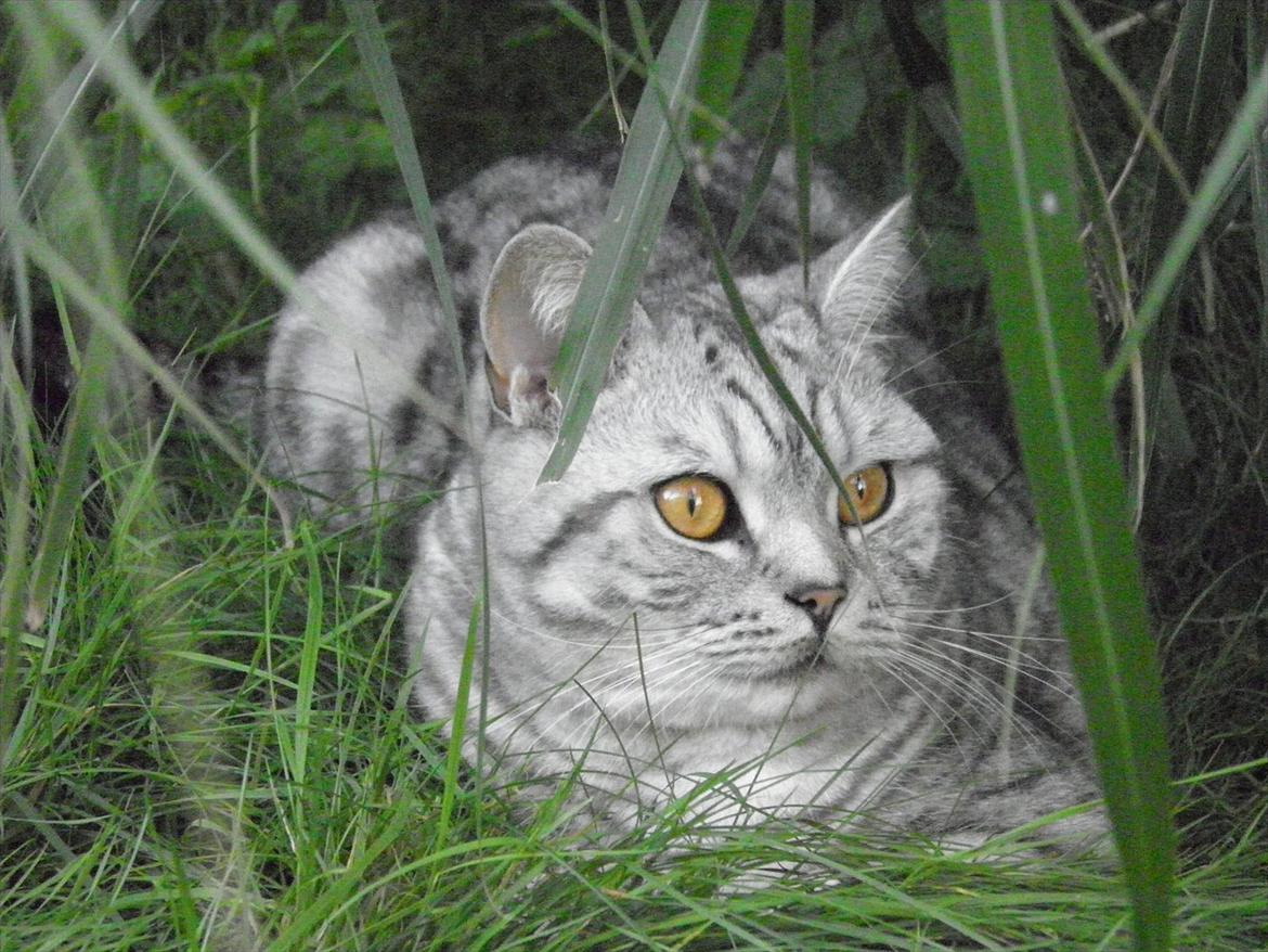 British Shorthair DK*Avalanta's Bailey - Et af de bedste billeder jeg har taget af Bailey:) billede 11