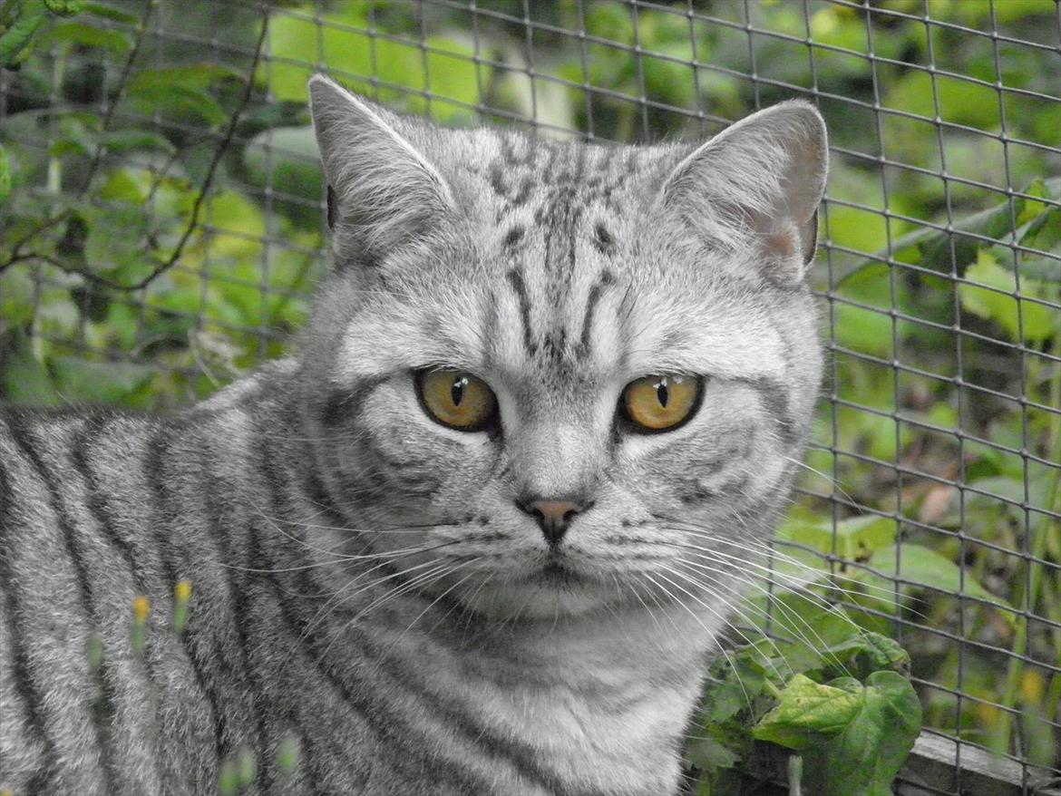 British Shorthair DK*Avalanta's Bailey billede 12