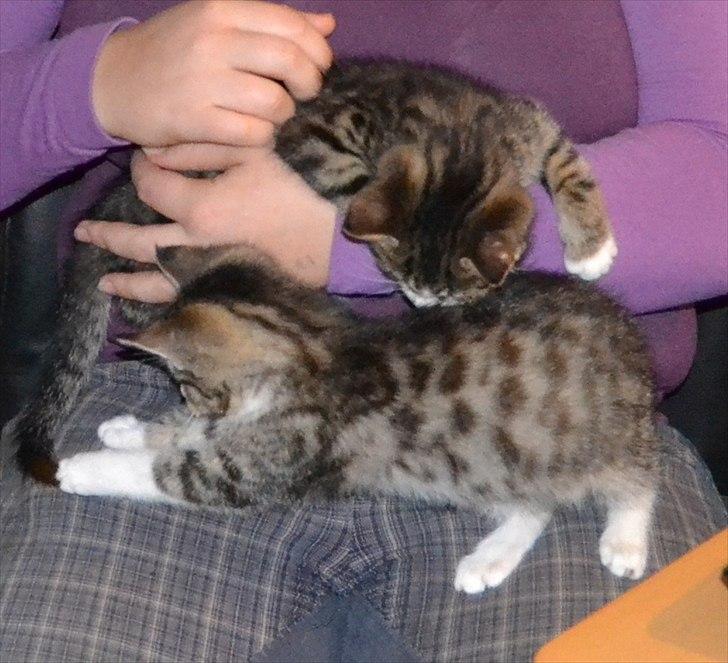 Huskat Kvist - Velkommen til Kvist's profil. Et meget typisk billede af ham! billede 2