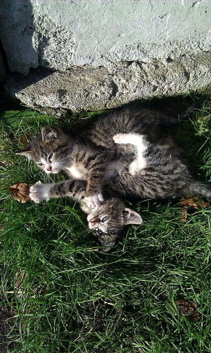 Huskat Kvist - Kvist angriber sin bror billede 4