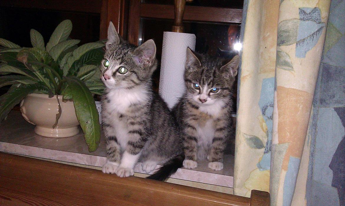 Huskat Kvist - Kvist og Ballon på deres yndlingsplads billede 5