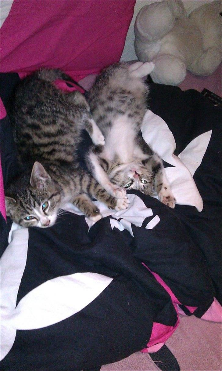 Huskat Kvist billede 6