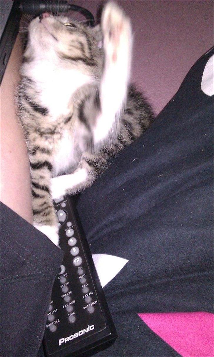 Huskat Kvist billede 8