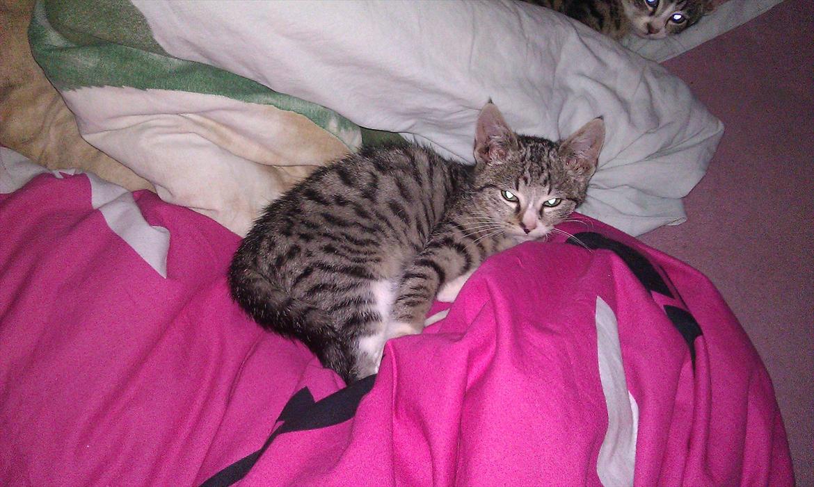 Huskat Kvist billede 7