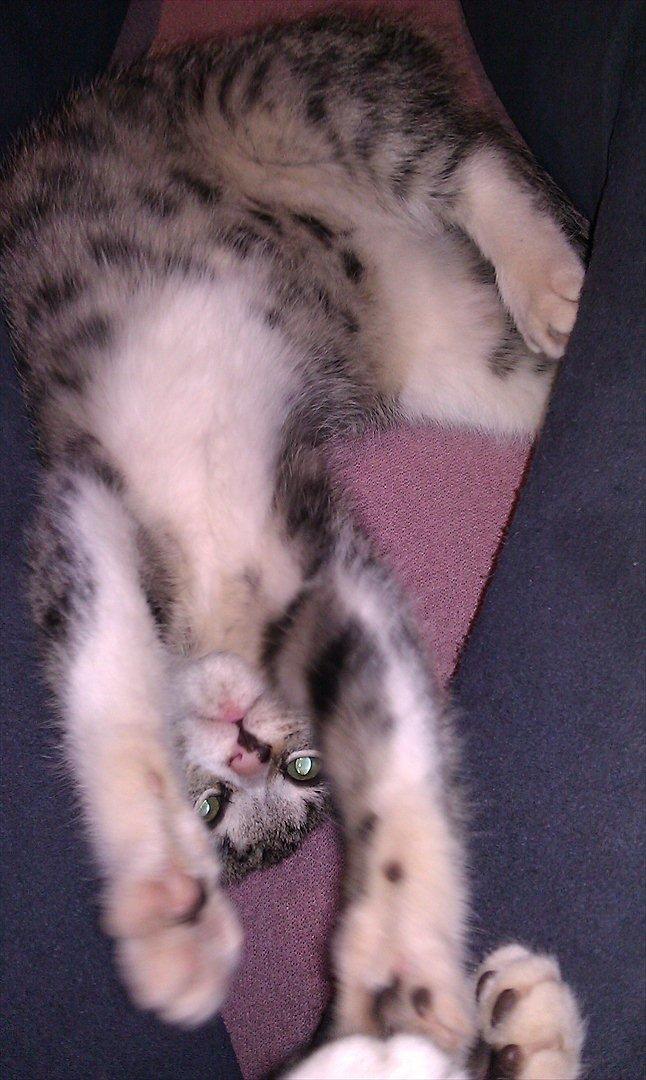 Huskat Kvist billede 9