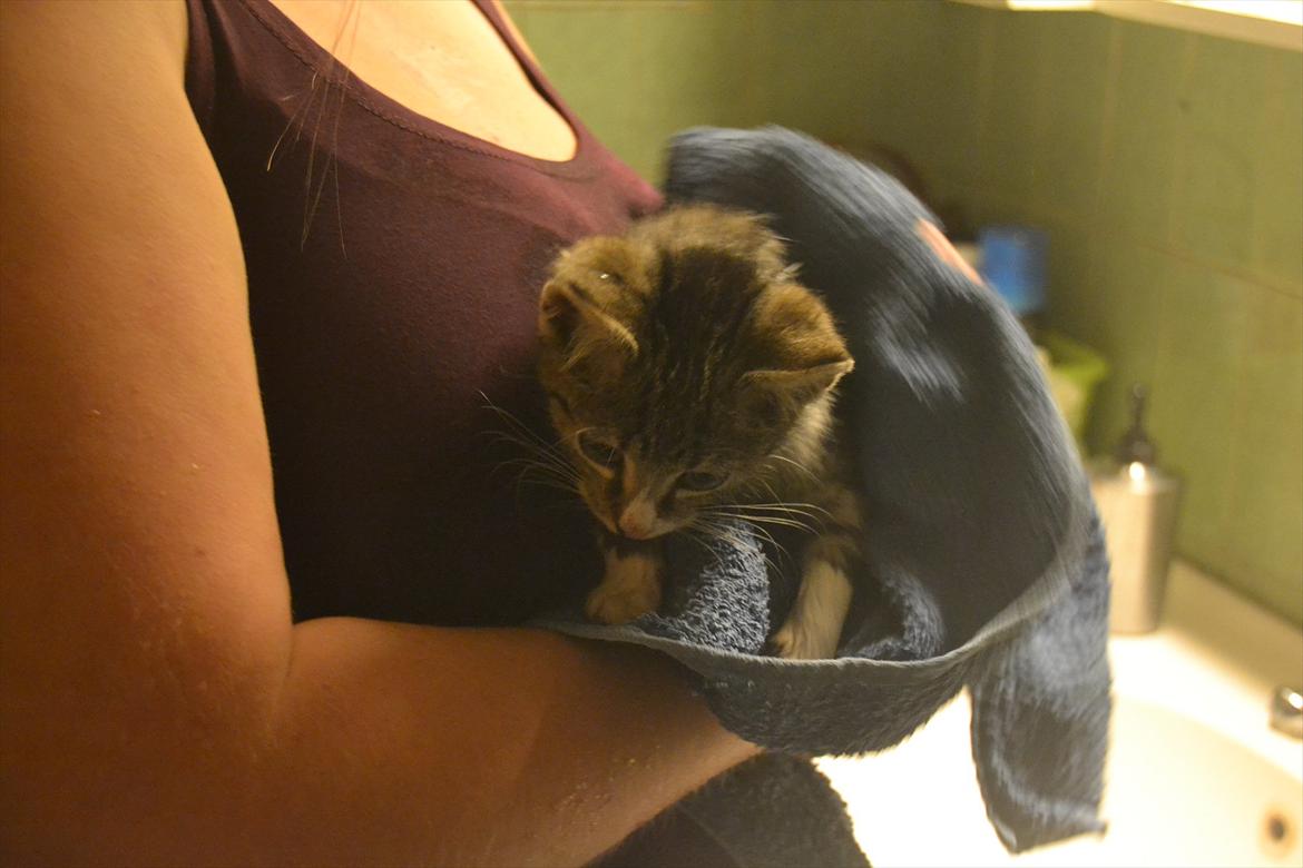 Huskat Kvist - Puuha, onde ejer! billede 11