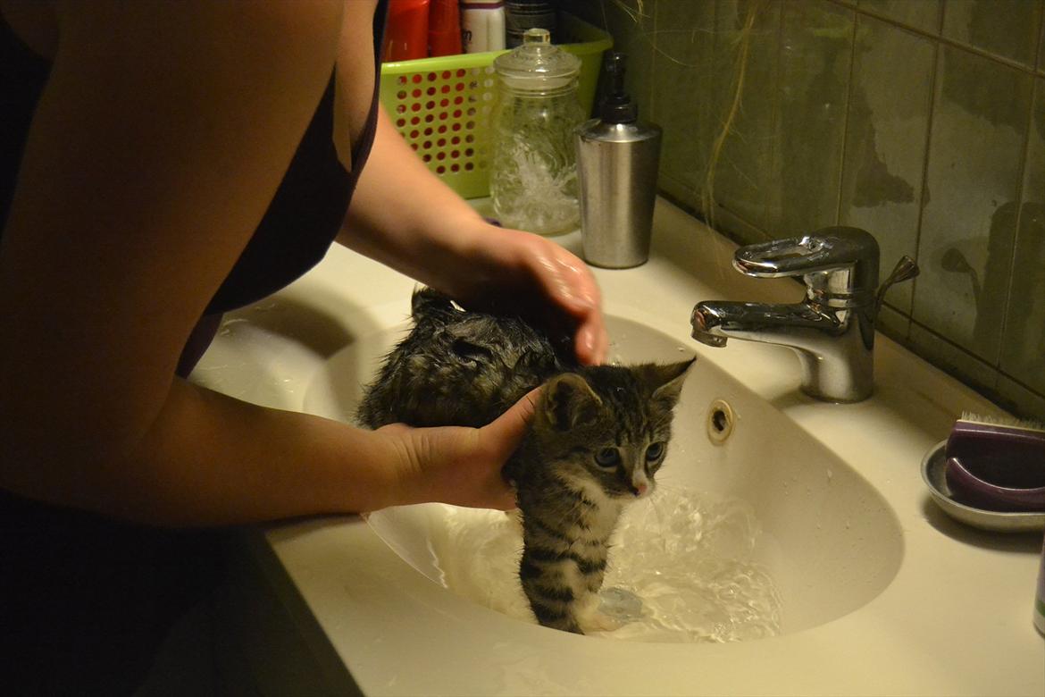 Huskat Kvist billede 10