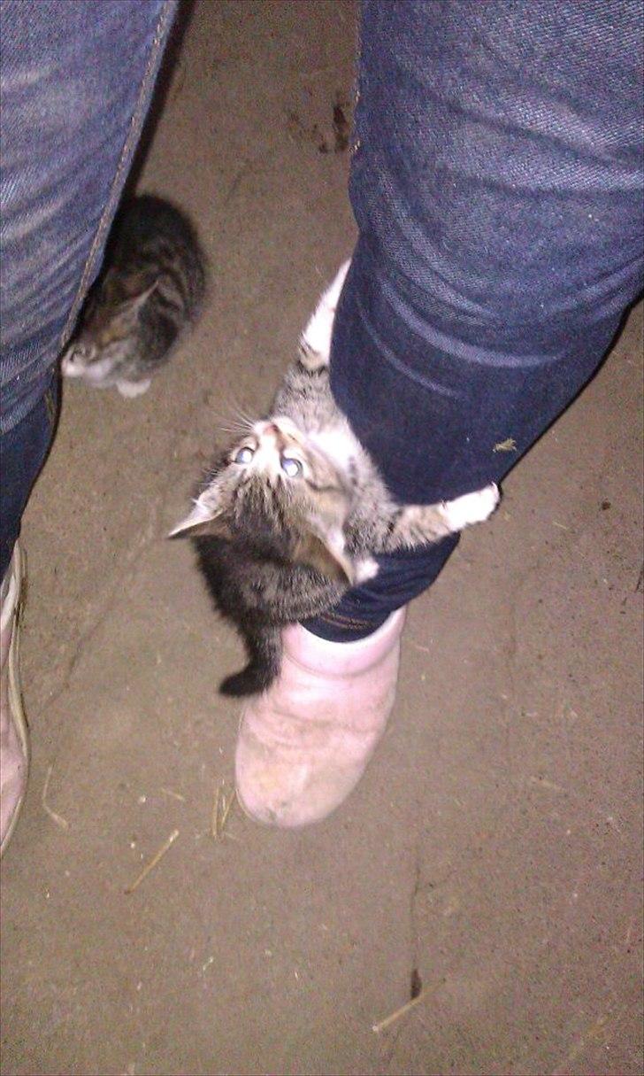 Huskat Kvist - Når kvist MEGET diskret prøver at sige han er sulten.. billede 13