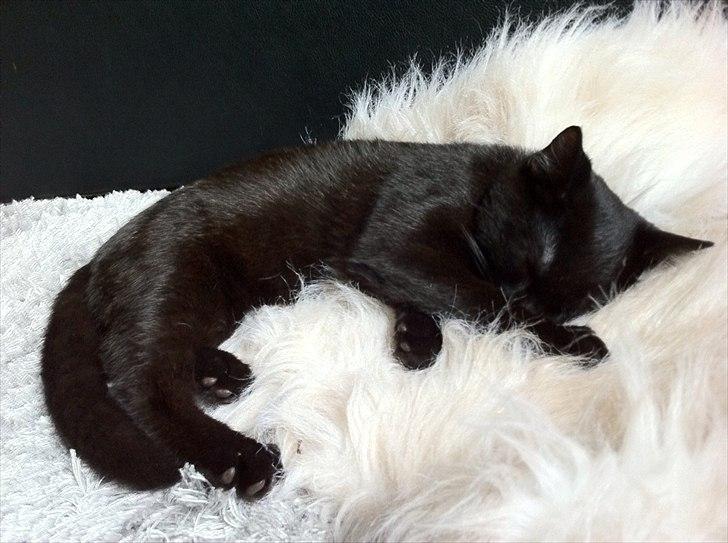 Huskat Sebastian billede 3