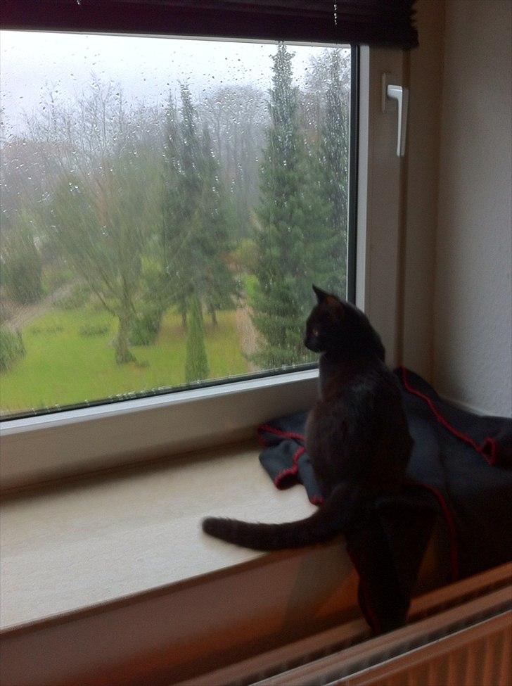 Huskat Sebastian billede 4