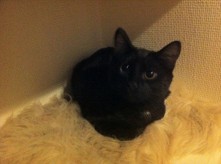 Huskat Sebastian billede 5