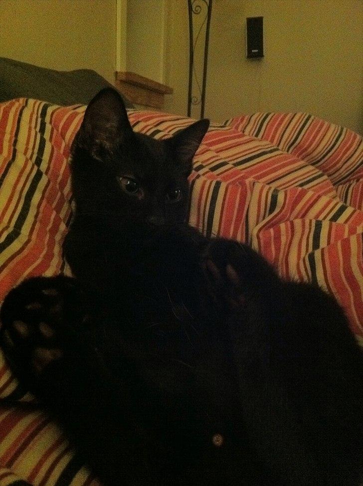 Huskat Sebastian billede 6