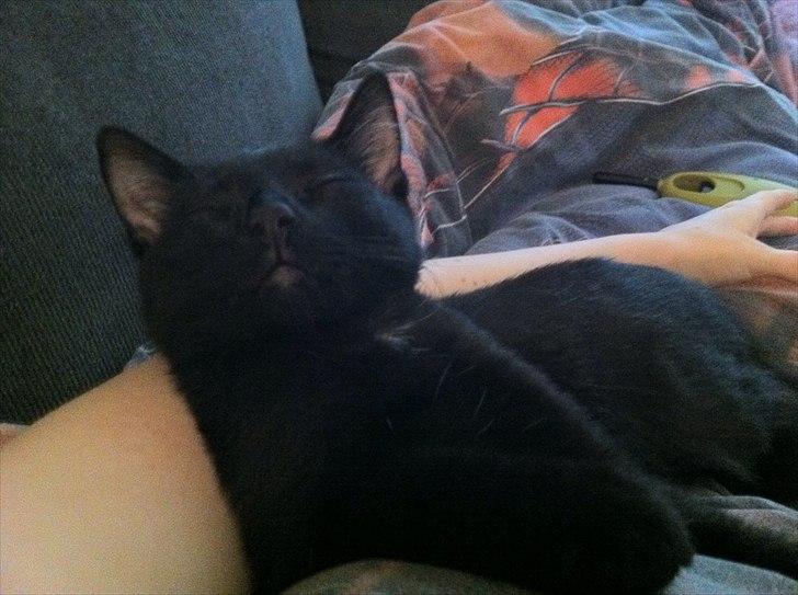 Huskat Sebastian billede 7