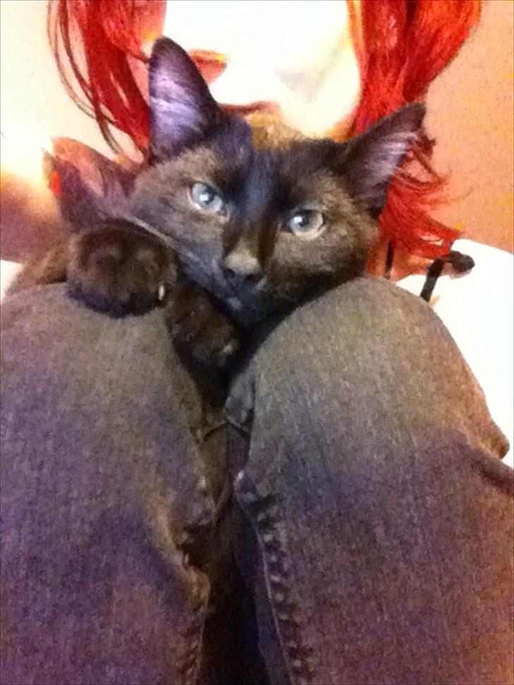 Huskat Sebastian billede 8