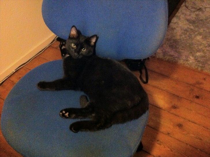 Huskat Sebastian billede 9